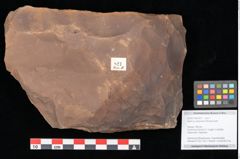 Foto (Objekt + Etikett) von Quercus palaeoilex Ettingshausen (NHMW-GEO-2024-0188-0821)